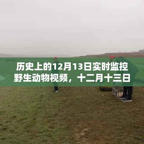 12月13日野生动物实时监控视频的历史回眸及其影响
