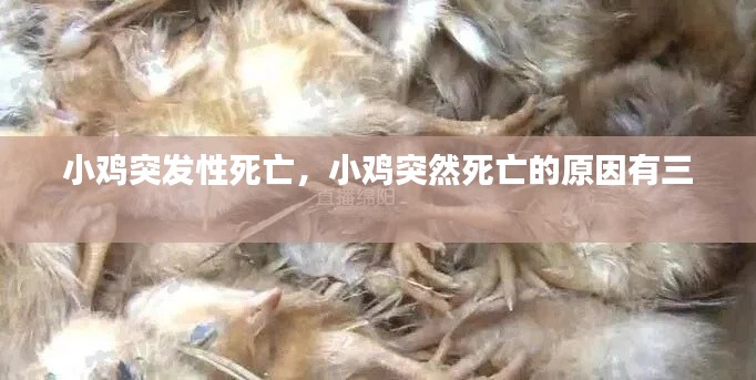 小鸡突发性死亡,小鸡突然死亡的原因有三