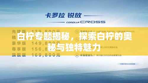 白柠专题揭秘,探索白柠的奥秘与独特魅力
