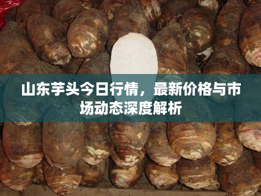 山东芋头今日行情，最新价格与市场动态深度解析