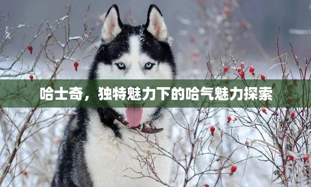哈士奇,独特魅力下的哈气魅力探索