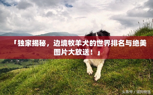 「独家揭秘,边境牧羊犬的世界排名与绝美图片大放送!」