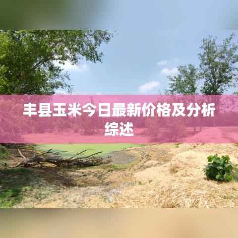 丰县玉米今日最新价格及分析综述