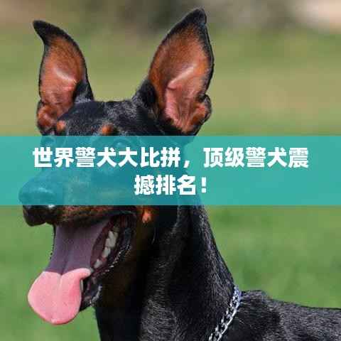 世界警犬大比拼，顶级警犬震撼排名！